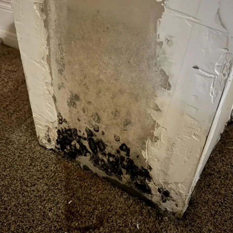 Professional Mold Removal in Harrisonburg, LA